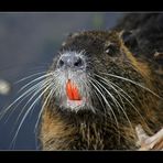 bin ich nicht ein schöner Nutria........lach.....