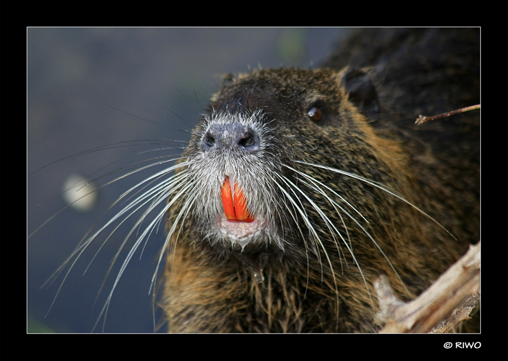 bin ich nicht ein schöner Nutria........lach.....