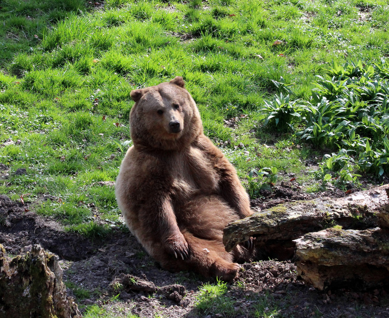 Bin ich nicht ein schöner "Teddybär"?