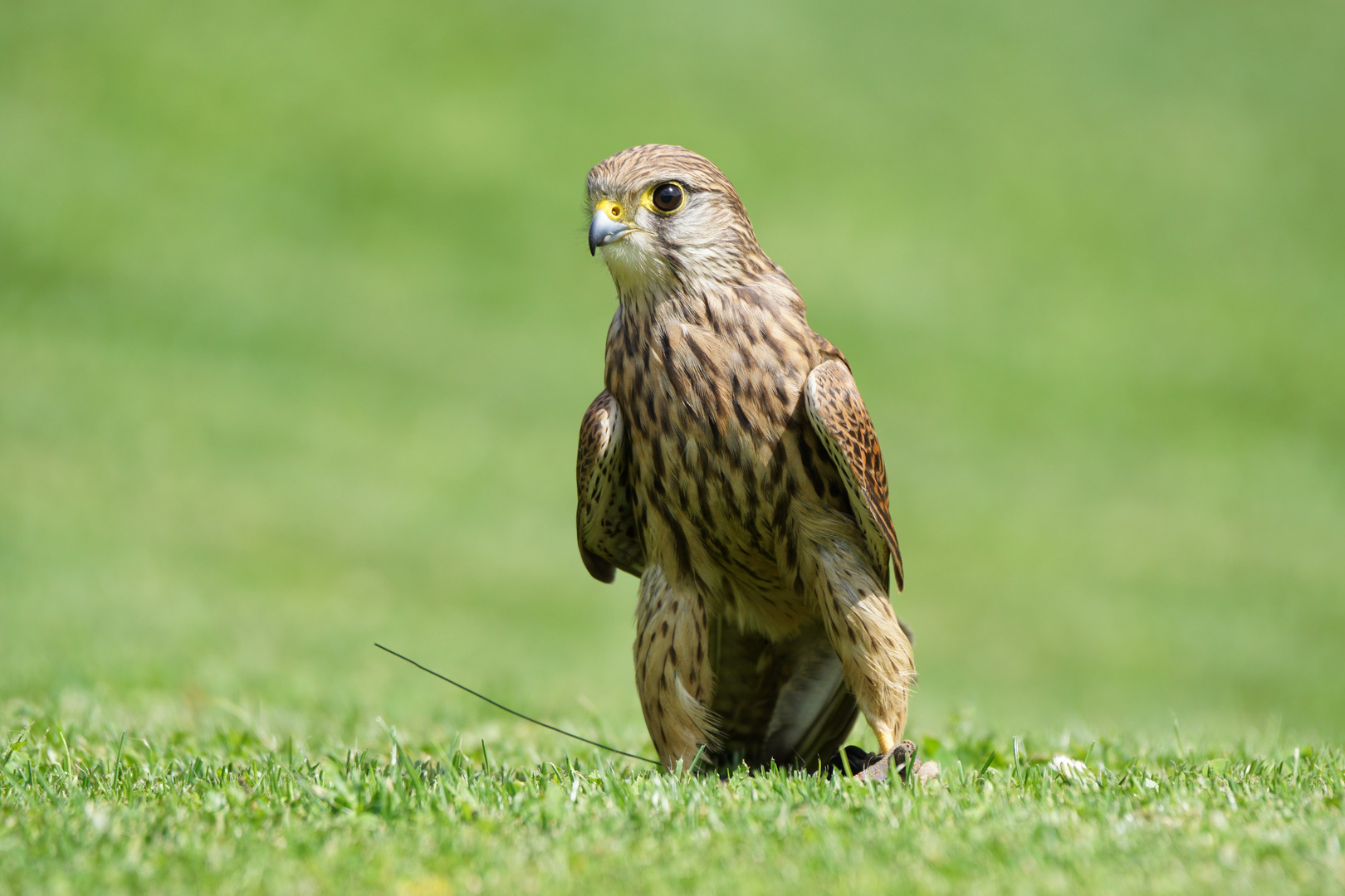 Bin ich nicht ein schöner Turmfalke?