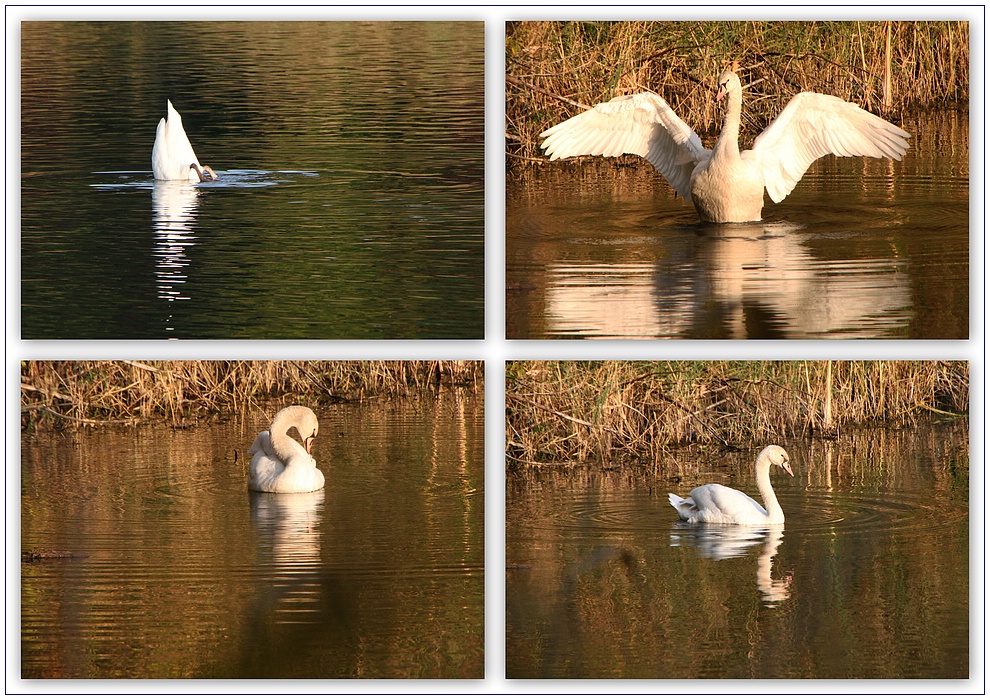 Bin ich nicht ein stolzer Schwan???