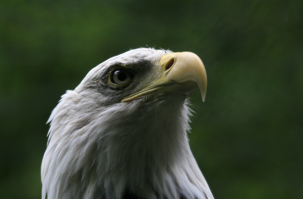 Bin ich nicht ein stolzer Vogel ?