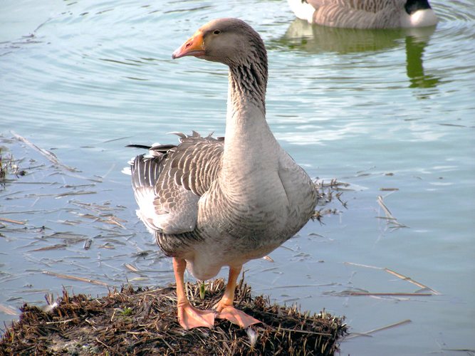 Bin ich nicht hübsch?!?!?! Nee!!!!! Du eitle Gans!