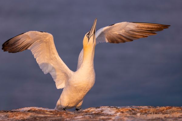 Bin ich nicht schön