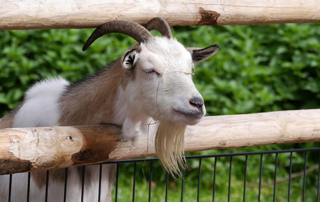 bin ich nicht schön?