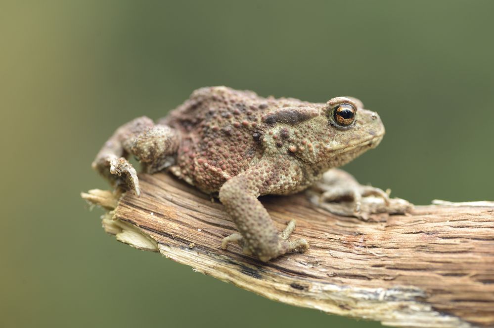 Bin ich nicht schön? Foto & Bild tiere, wildlife, wildlife sonstige