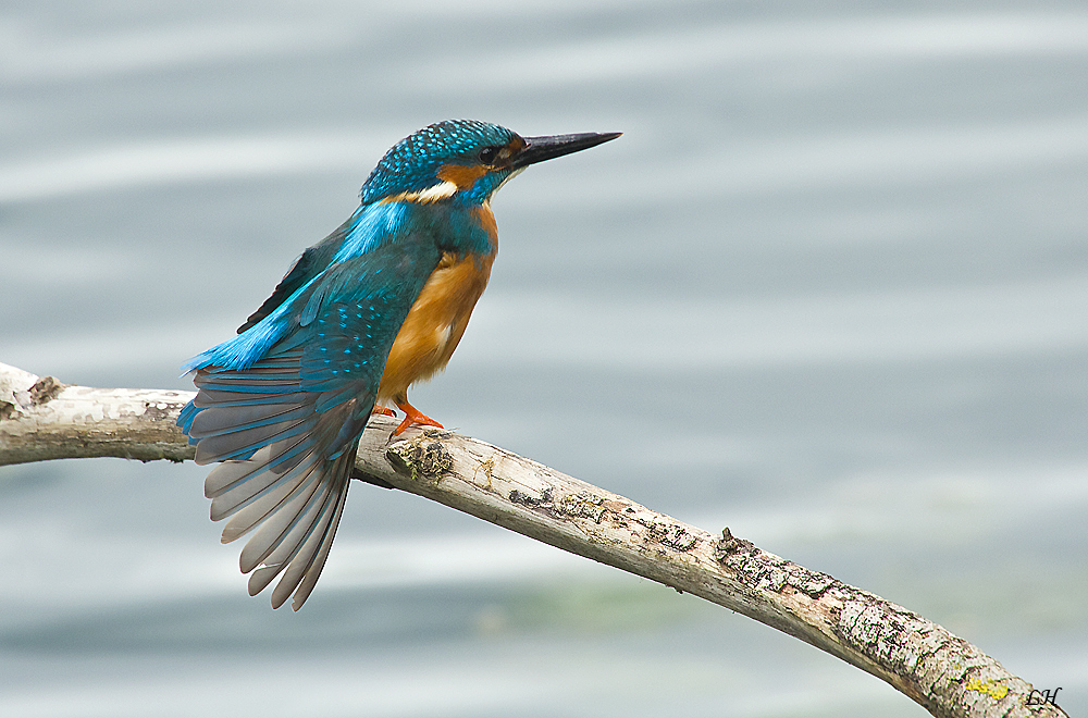 "Bin ich nicht schön!?" Foto & Bild tiere, wildlife, wild lebende vögel Bilder auf