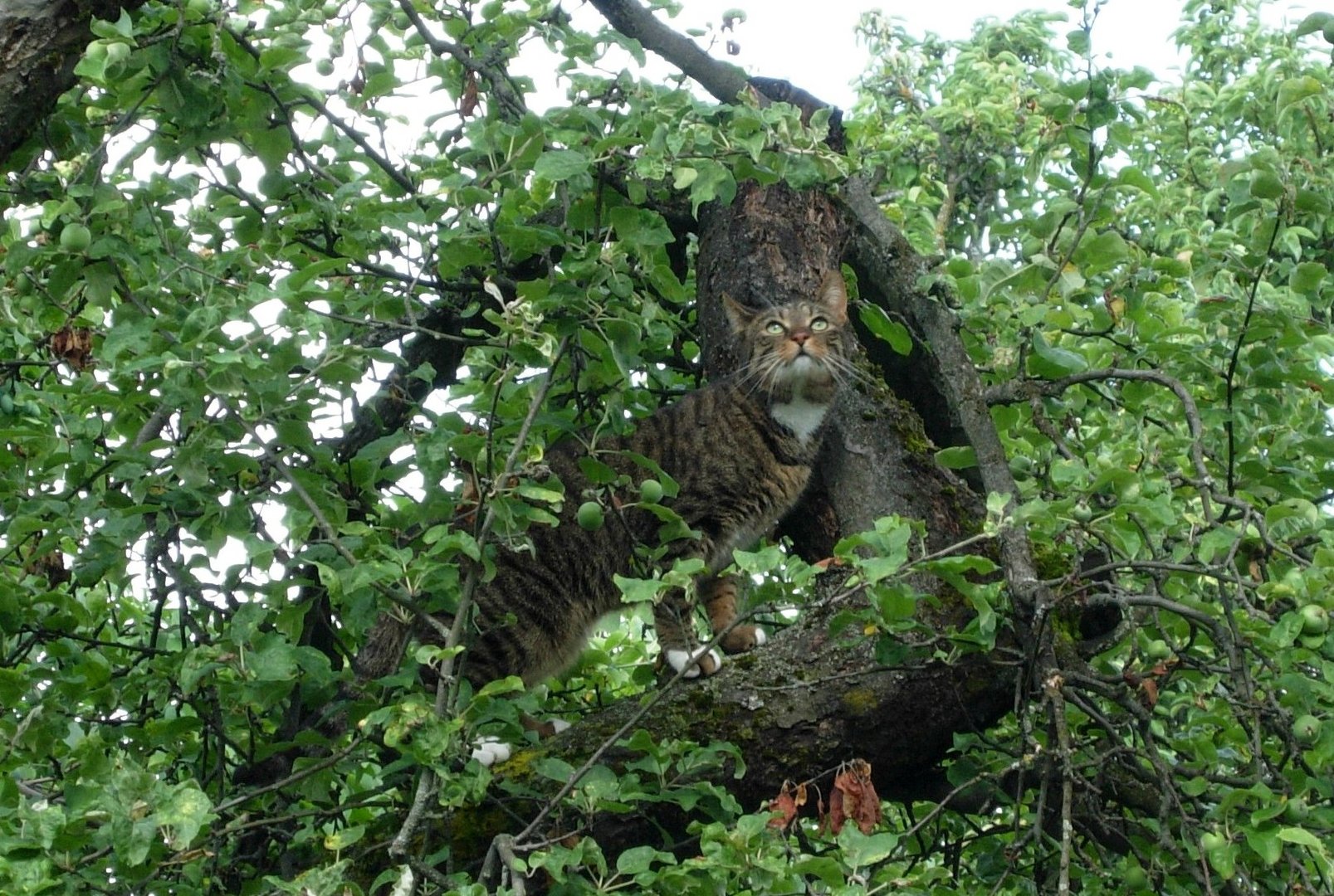 ..bin ich nun ein luchs ?...