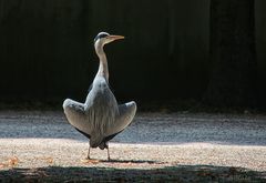 Bin ich schön ??