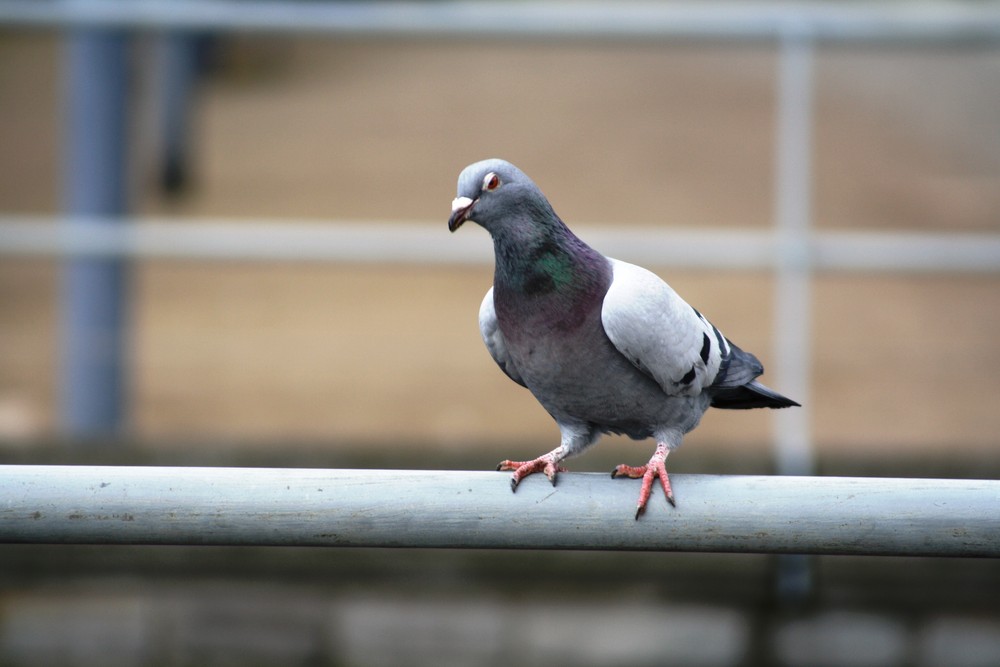 Bin ich schön?!