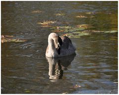 Bin ich schön?