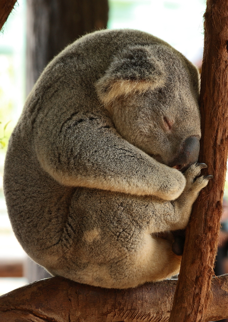 Bin Ich so Müde Foto & Bild | tiere, wildlife, wildlife: sonstige tiere