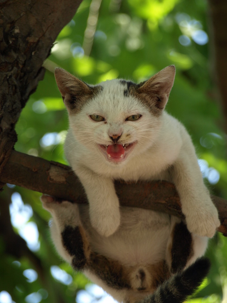 bin immer noch auf dem Baum :)