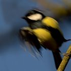 Bin in Eile, der Frühling steht vor der Tür