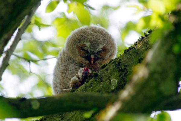 bin jetzt müde, habe mich wohl überfressen