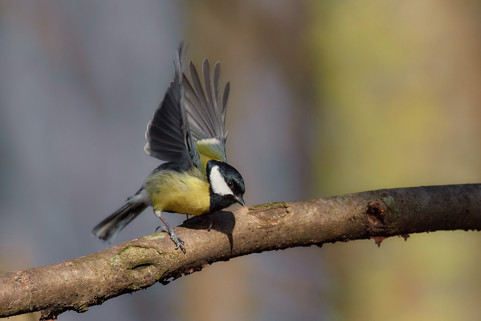 bin kein Eisi, fliegen kann ich auch so schön.....