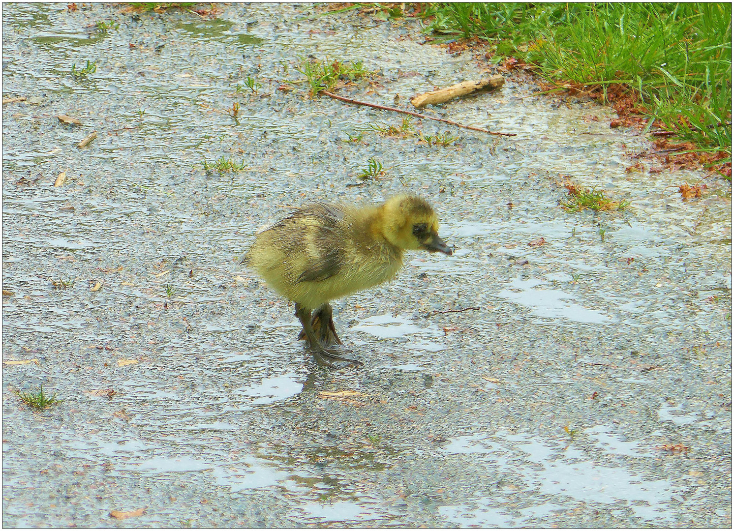 Bin kein Wetterfrosch