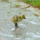 Bin kein Wetterfrosch