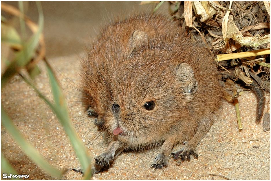 Bin keine Maus!