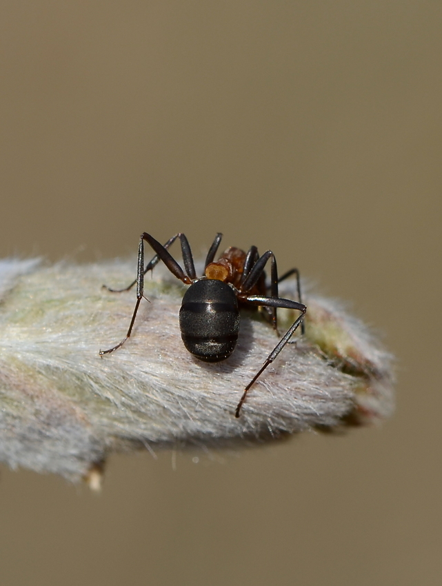 bin keine Spinne...