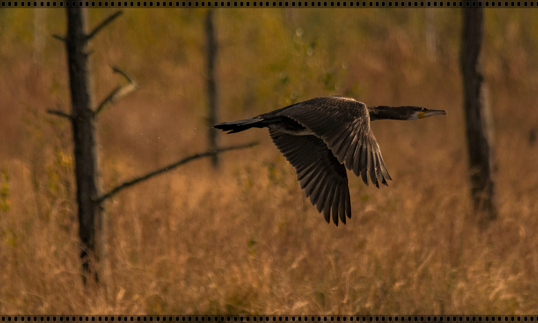 BIN KURZ MAL WEG ...... ( Cormoran )