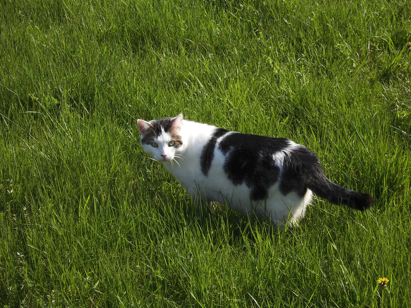 Bin mal im Garten Hummeln fangen. 