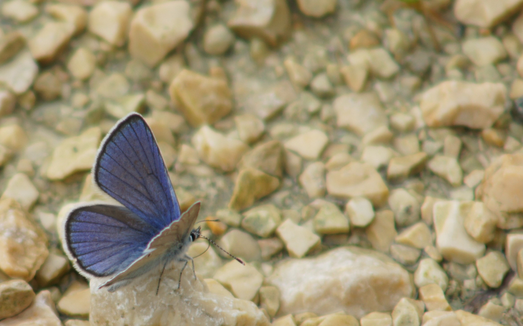 Bin mal wieder blau ....