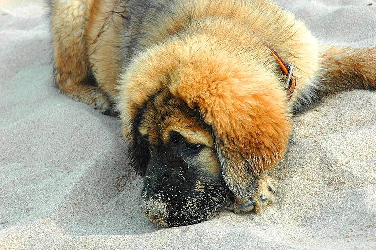 Bin Müde vom Spielen und Toben am Strand ( Dukor )