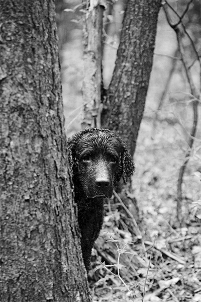 Bin nass - Curly Coated Retriever (Sam)