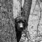 Bin nass - Curly Coated Retriever (Sam)