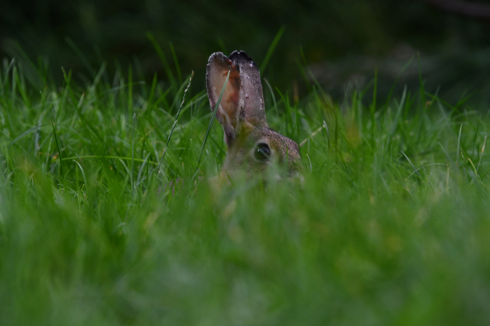 Bin nicht der Osterhase