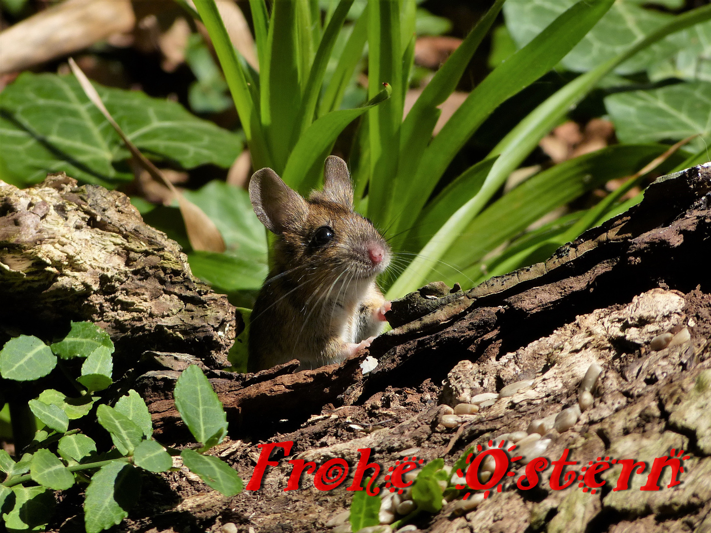 bin nicht der Osterhase...