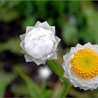 Bin nur ein schlichtes Blümchen....