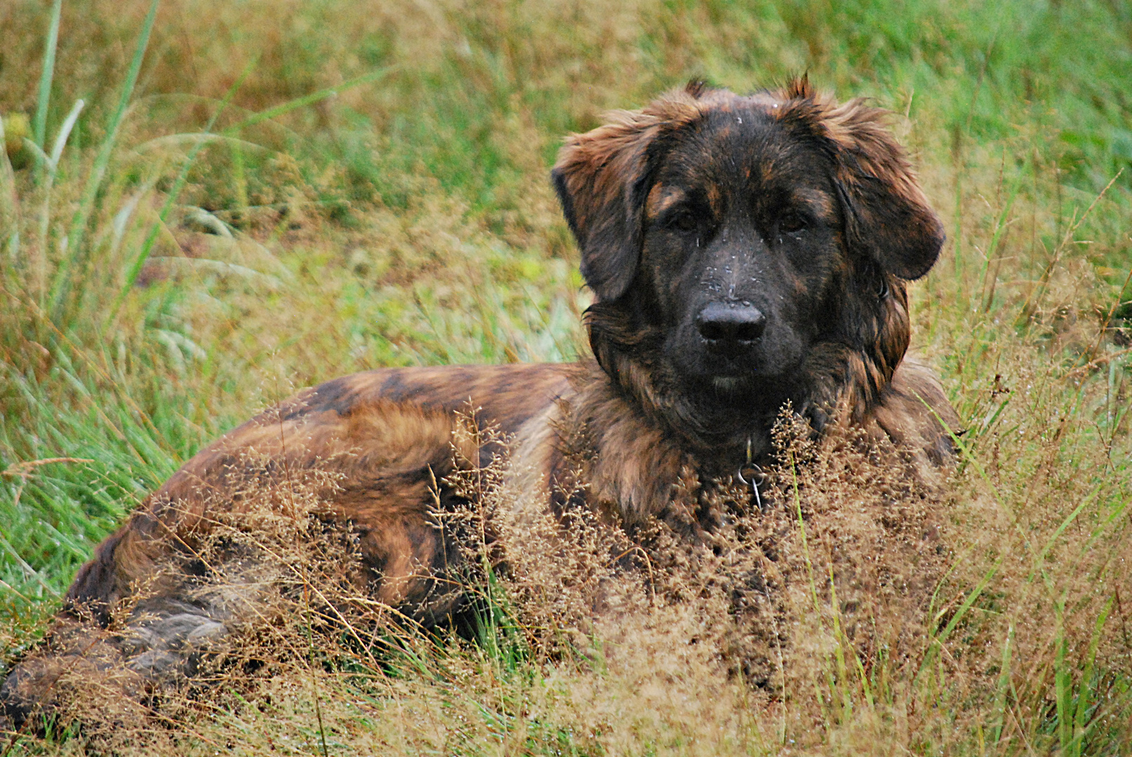 Bin schon ein großer Hund!...