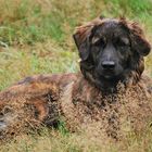 Bin schon ein großer Hund!...