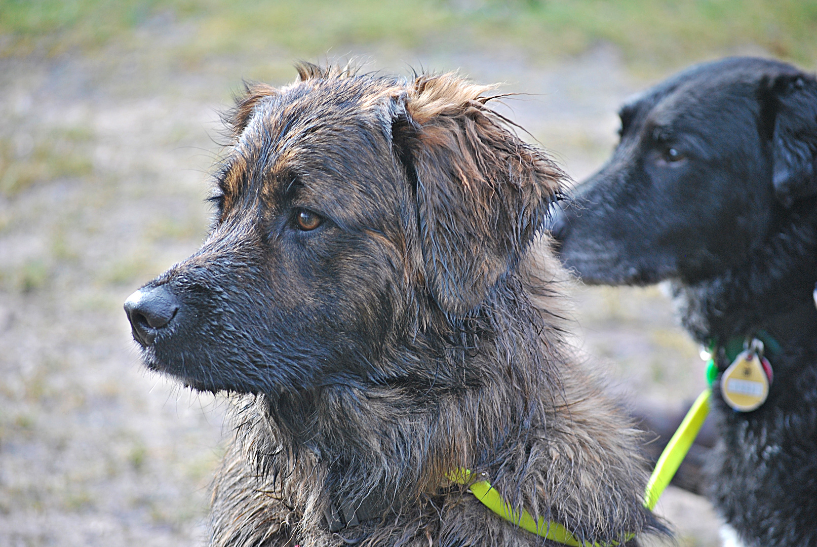 "Bin schon ein großer, stolzer Hund", ...