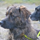 "Bin schon ein großer, stolzer Hund", ...