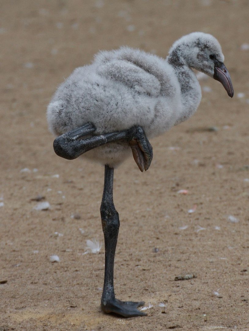 Bin Schon Fast Gross Kann Schon Auf Einem Bein Stehen Foto Bild Tiere Zoo Wildpark Falknerei Vogel Bilder Auf Fotocommunity