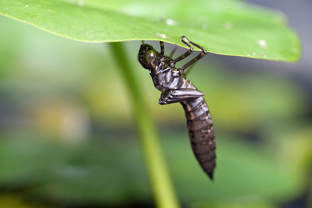 ...bin schon so gespannt, wann die Libelle sich in ihrer ganzen Schönheit zeigt.