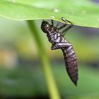 ...bin schon so gespannt, wann die Libelle sich in ihrer ganzen Schönheit zeigt.