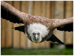 Bin schon wieder im Weg!  -Gänsegeier-