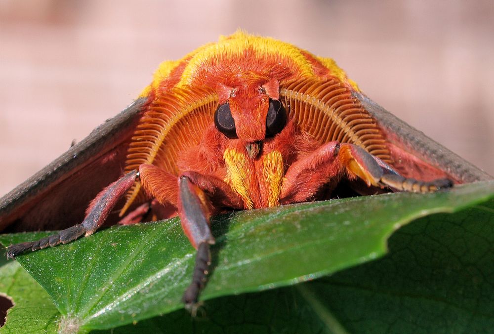 Bin sehr brav..... Foto & Bild tiere, haustiere, terraristik Bilder