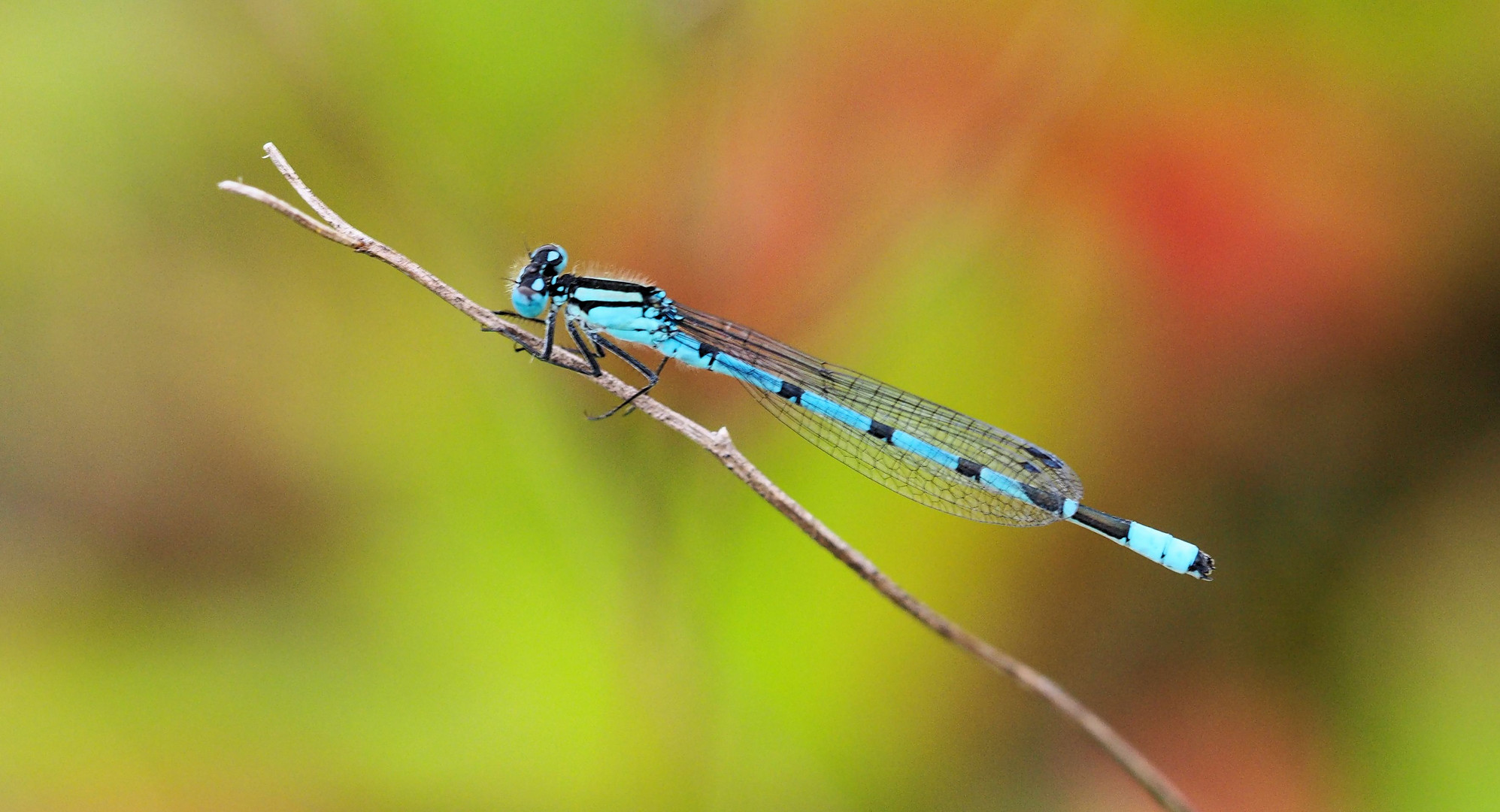 Bin so blau.....