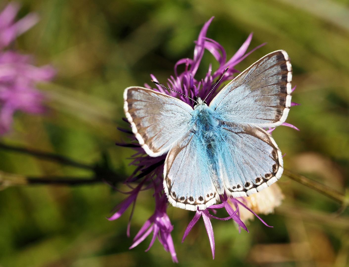 Bin so blau.....