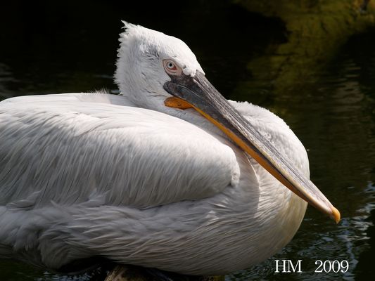 Bin völlig aufgebläht.