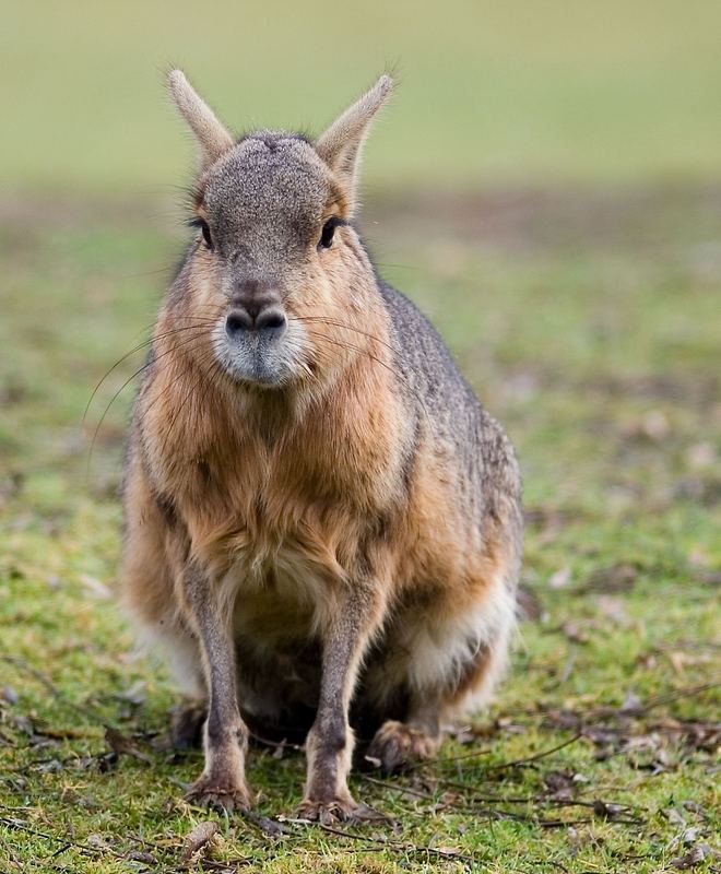 bin weder Murmeltier noch Meerschweinchen...