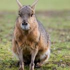 bin weder Murmeltier noch Meerschweinchen...