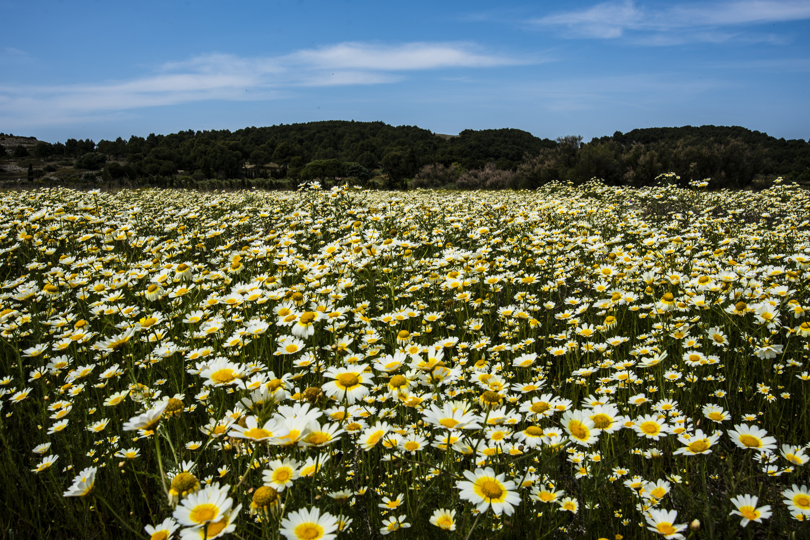 Bin wieder da und hab' euch Blumen mitgebracht