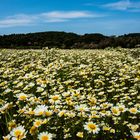 Bin wieder da und hab' euch Blumen mitgebracht