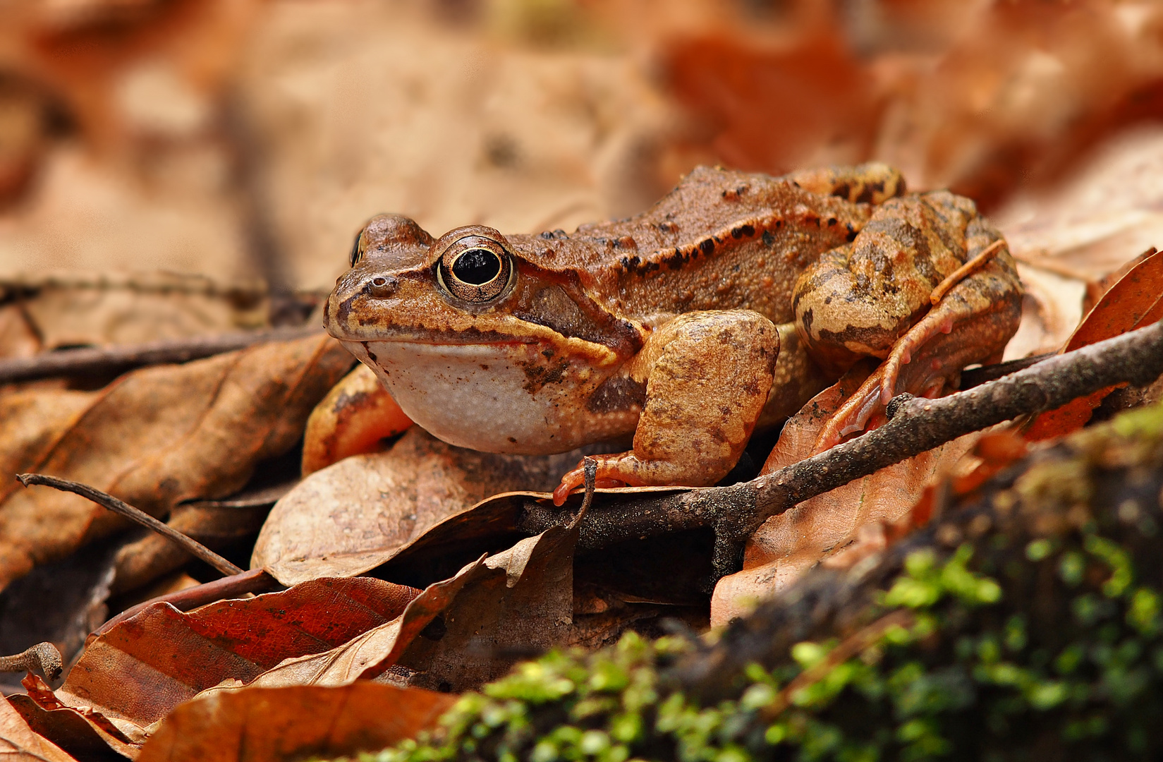 Bin wieder hier - erstmal ein Grasfrosch!